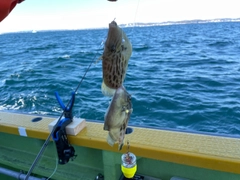 カワハギの釣果