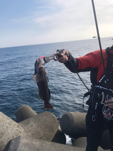 アイナメの釣果