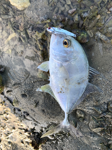 メッキの釣果