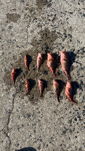 カサゴの釣果