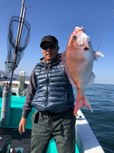 マダイの釣果