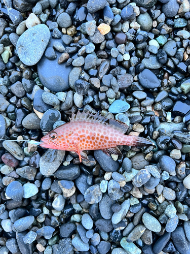 オオモンハタの釣果