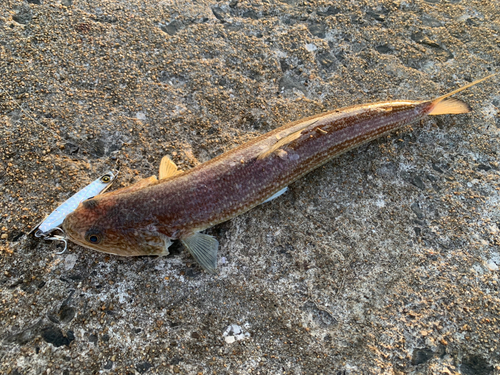 オキエソの釣果