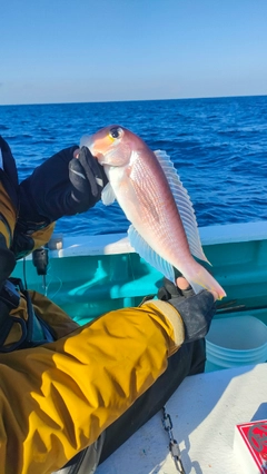 アマダイの釣果