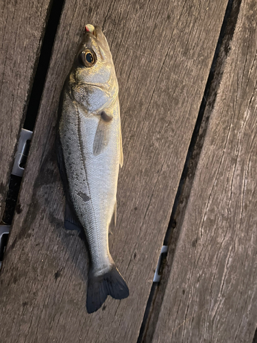 セイゴ（マルスズキ）の釣果