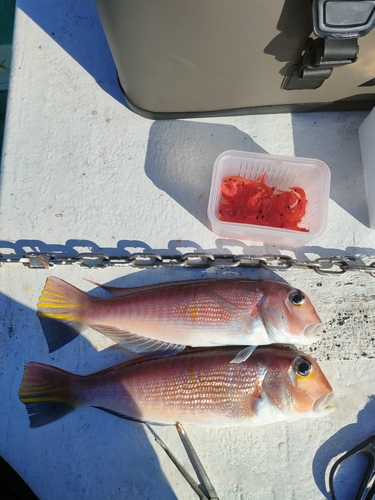 アマダイの釣果