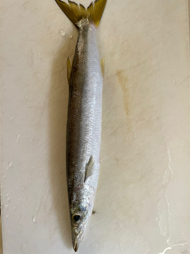 カマスの釣果