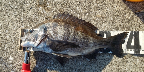 クロダイの釣果