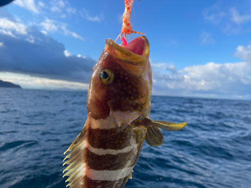 アオハタの釣果