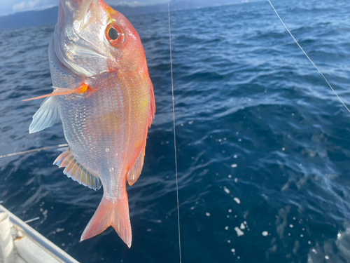 レンコダイの釣果