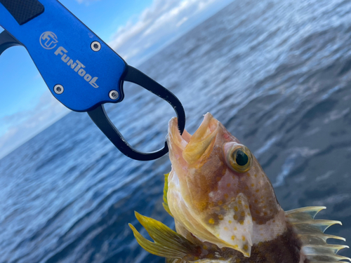 アオハタの釣果