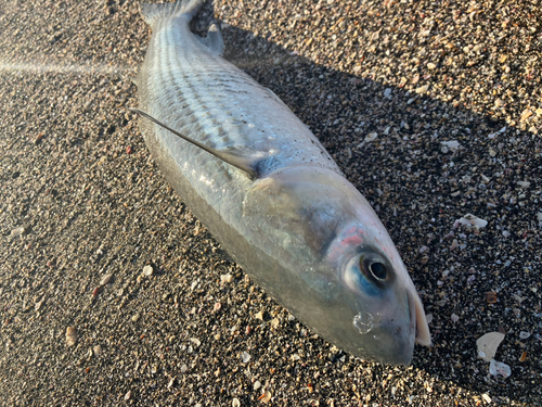 ボラの釣果