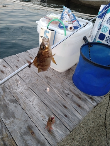 メバルの釣果