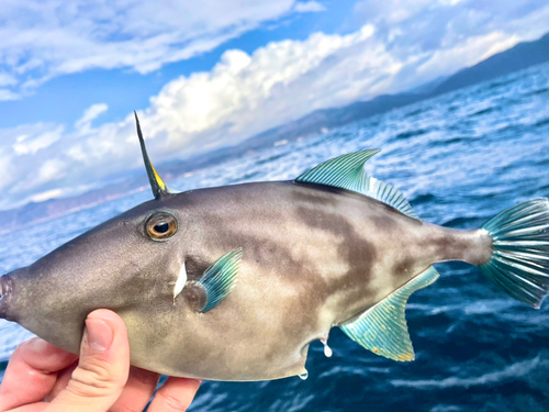 ウマヅラハギの釣果