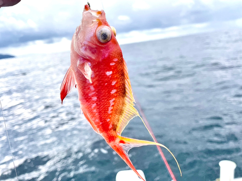 サクラダイの釣果