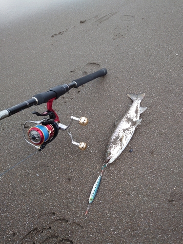 アメマスの釣果