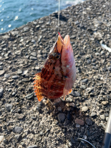 アカササノハベラの釣果