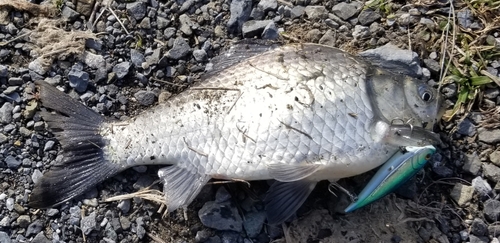 ヘラブナの釣果