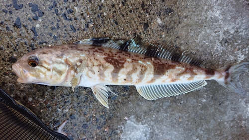 ホッケの釣果