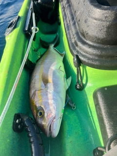 カンパチの釣果