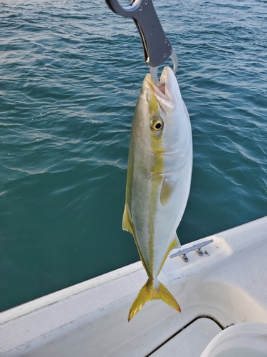 ハマチの釣果