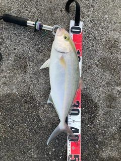 カンパチの釣果