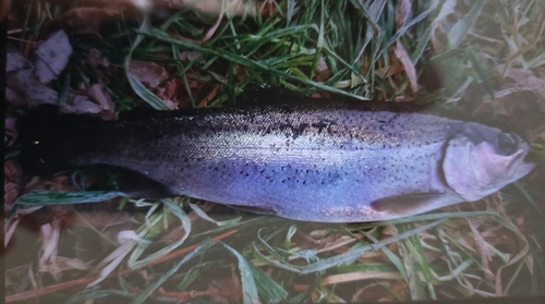 ニジマスの釣果