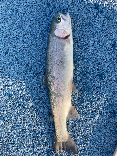 ニジマスの釣果