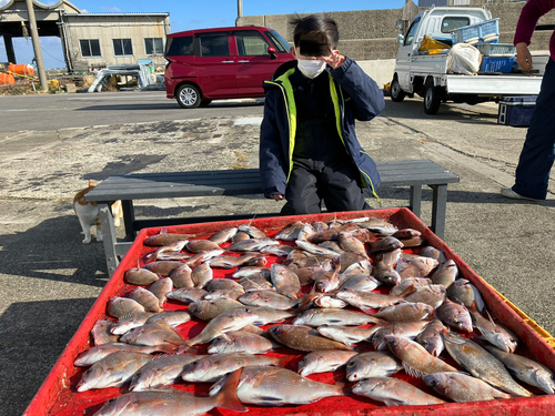 マダイの釣果