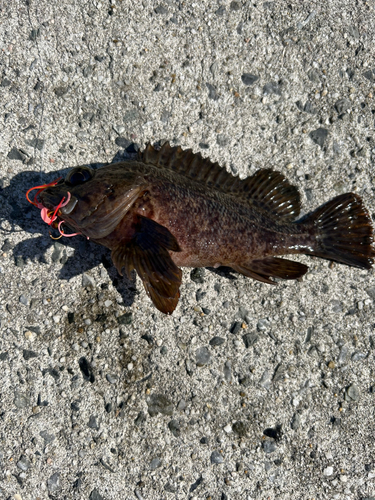 アラカブの釣果