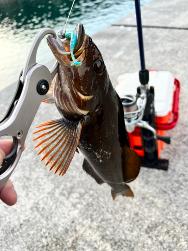 アイナメの釣果