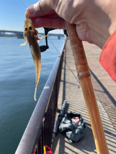 マハゼの釣果