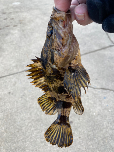 メバルの釣果