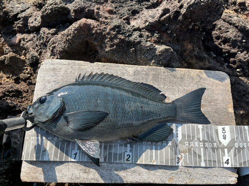 メジナの釣果