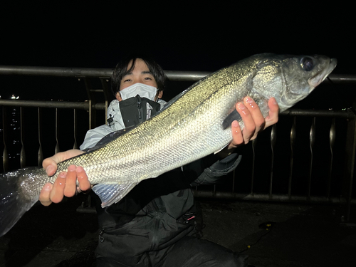 スズキの釣果