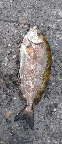 アイゴの釣果