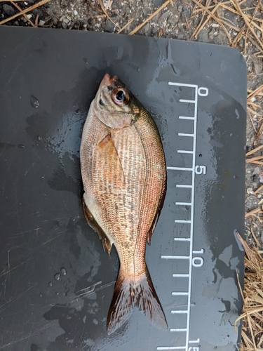 ウミタナゴの釣果