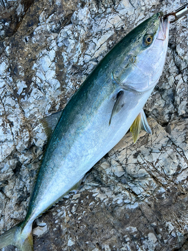 ブリの釣果