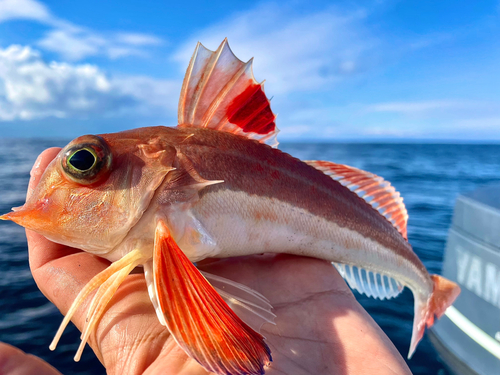 カナガシラの釣果