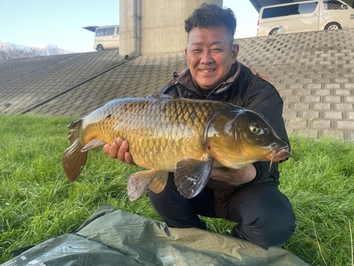 コイの釣果