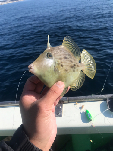 カワハギの釣果