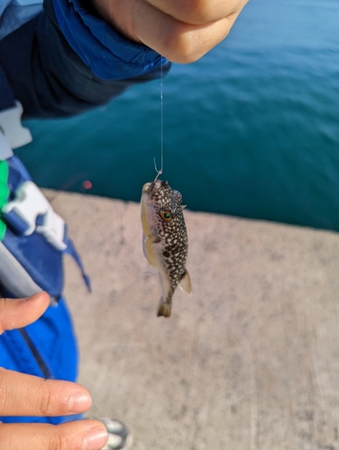 クサフグの釣果