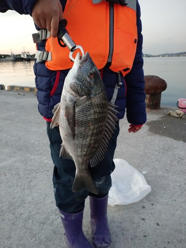 チヌの釣果