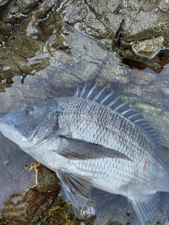 チヌの釣果