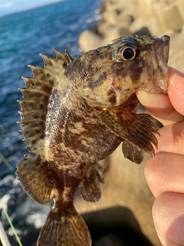 ムラソイの釣果