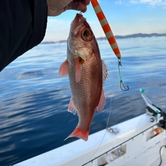 アカムツの釣果