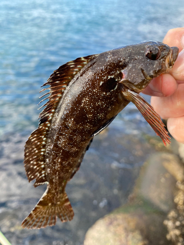 ギンポの釣果