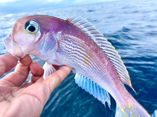 アマダイの釣果