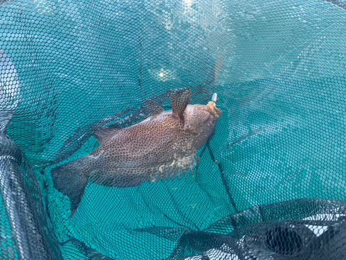 オオモンハタの釣果