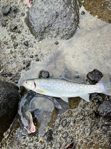 アメマスの釣果